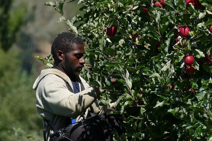The increase in numbers of Solomon Islands seasonal workers to Australia is due to improvements made with the recruitment process, understanding the market intelligences including identifying specific needs of employers (customers), responding to the needs and building a cohesive relationship with Australian Employers.