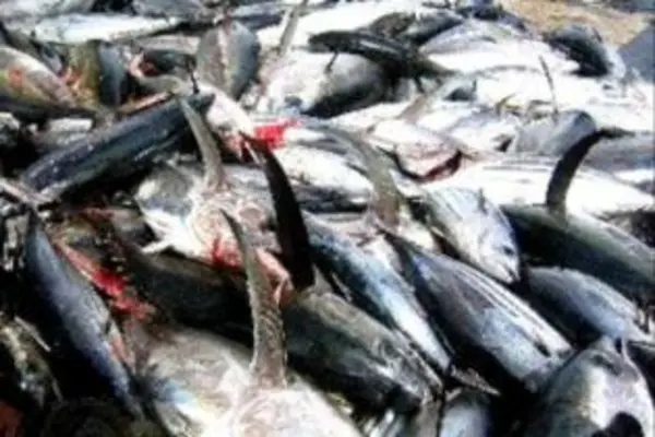 Profits these fishing vessels make are in the hundreds of millions of dollars annually.