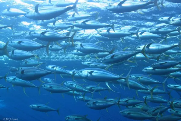 Pacific Island countries have worked with fishing nations to secure crucial protection measures next year for an industry worth over US$1 billion to local economies and employing around 24,000 following global meetings last week.