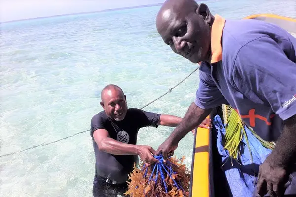 Chief Fisheries Aquaculture Officer Wesley Garofe and John Bakeleng Provincial Fisheries Assistant Officer, for Shortland Islands transferring prepared seaweed lines for planting at the farm site at Maliae.