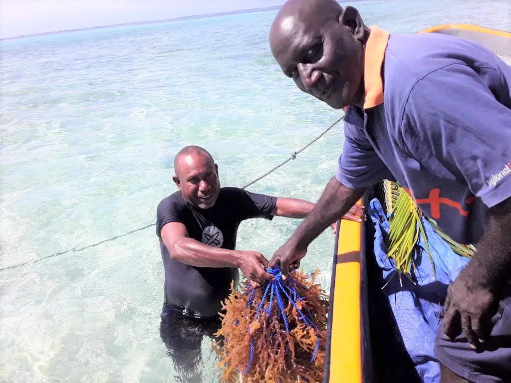 Chief Fisheries Aquaculture Officer Wesley Garofe and John Bakeleng Provincial Fisheries Assistant Officer, for Shortland Islands transferring prepared seaweed lines for planting at the farm site at Maliae.