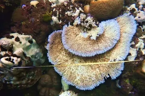 Coral bleaching of inshore reefs in the Solomon Islands.