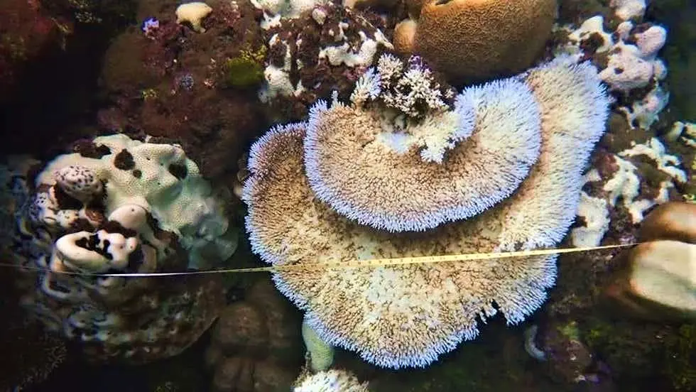 Coral bleaching of inshore reefs in the Solomon Islands.