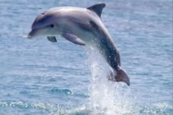 Mr Sore has also revealed that the Government has made another policy decision on Thursday, 8 September 2011, to effectively ban all dolphin export starting Sunday, 1 January 2012.