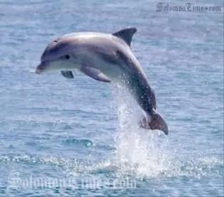 Mr Sore has also revealed that the Government has made another policy decision on Thursday, 8 September 2011, to effectively ban all dolphin export starting Sunday, 1 January 2012.