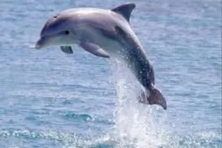 Mr Sore has also revealed that the Government has made another policy decision on Thursday, 8 September 2011, to effectively ban all dolphin export starting Sunday, 1 January 2012.