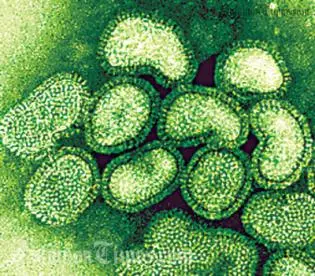 The Swine flu taskforce is appealing to people who arrived in the country on board Pacific Blue flight DJ-169 last Thursday to contact them or medical authorities.