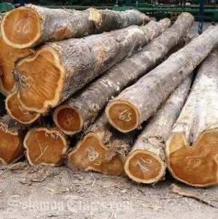 Over the years, the Solomon Islands Government and Resource Owners have lost hundreds of millions of dollars in revenue because of poor decisions in determining the value of log exports.