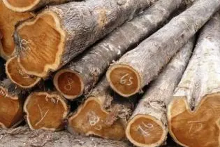 Over the years, the Solomon Islands Government and Resource Owners have lost hundreds of millions of dollars in revenue because of poor decisions in determining the value of log exports.