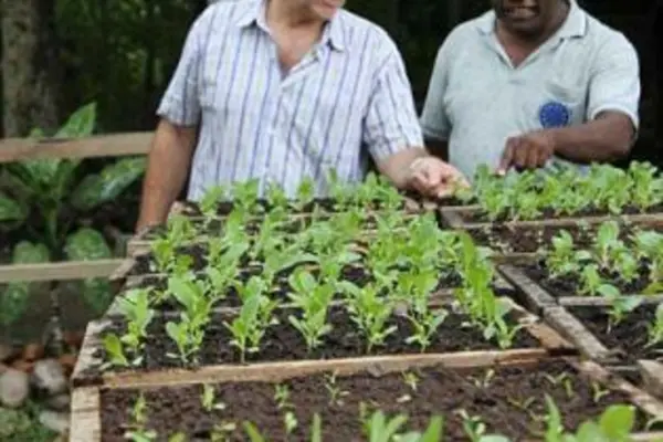 Kastom Garden works through partnerships with around 100 community based organizations.