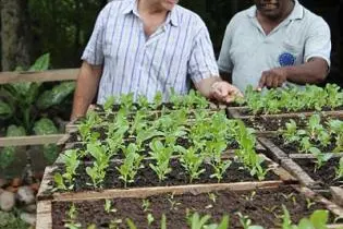 Kastom Garden works through partnerships with around 100 community based organizations.