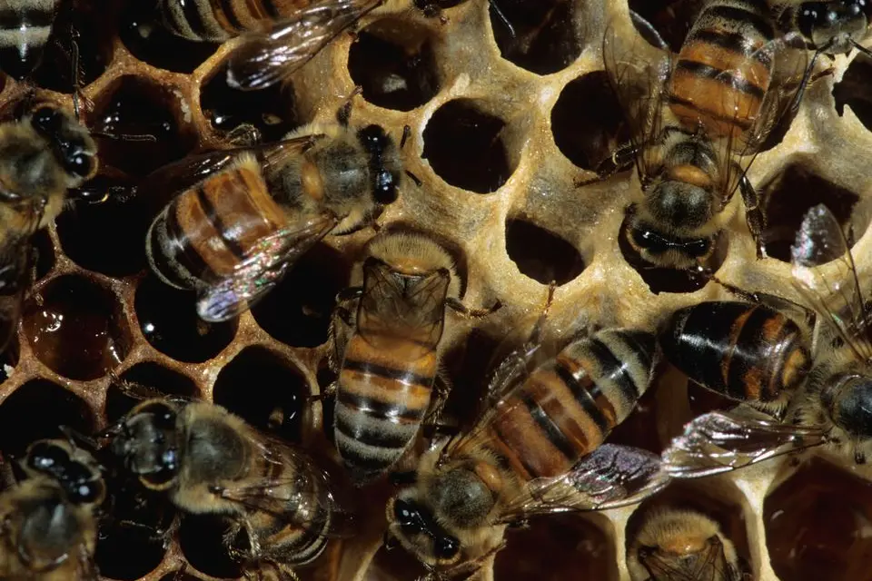 He says that it is important not to flood the market with honey by introducing large numbers of new farmers.