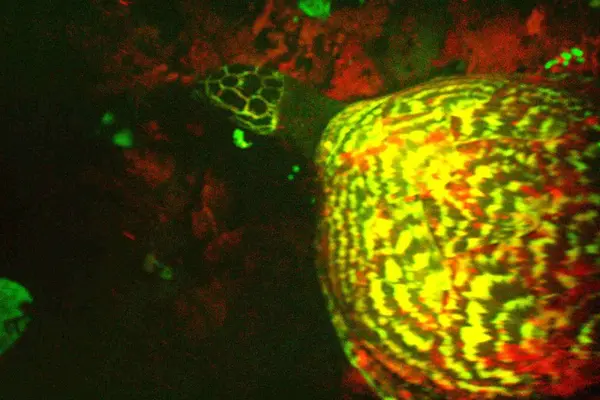 The discovery of the Hawksbill turtle species in the region of the Solomon Islands is the first of its kind.
