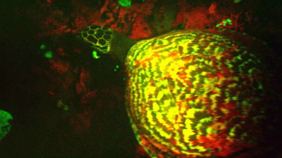 The discovery of the Hawksbill turtle species in the region of the Solomon Islands is the first of its kind.