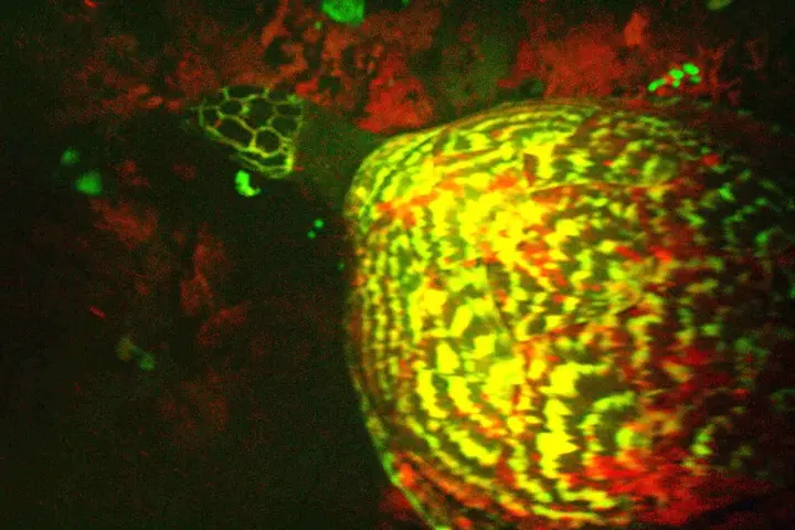 The discovery of the Hawksbill turtle species in the region of the Solomon Islands is the first of its kind.