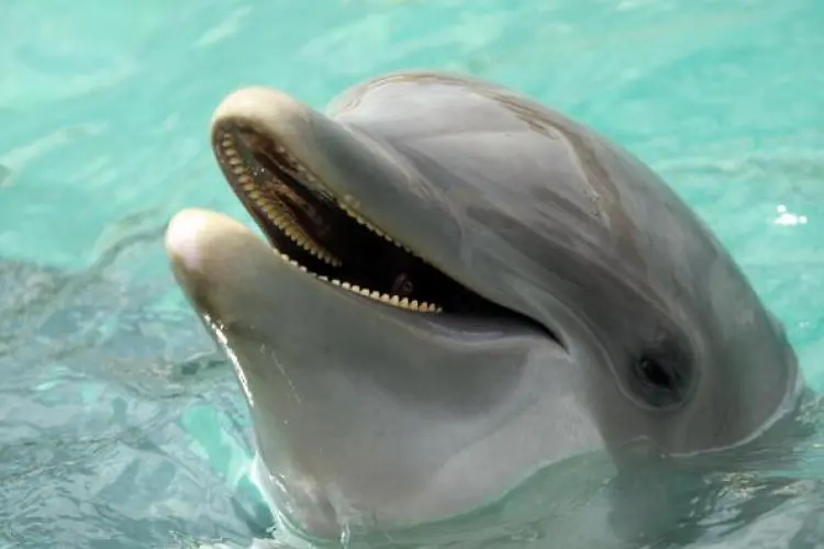 According to the Fanalei spokesperson, the villagers have to resume to dolphin hunting for their survival, a practice they have been doing for many generations.