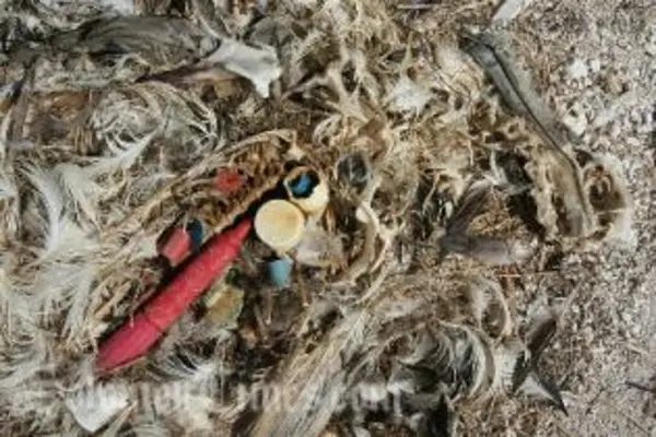 This Laysan Albatross chick has been accidentally fed plastic by its parents and died as a result.