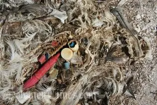 This Laysan Albatross chick has been accidentally fed plastic by its parents and died as a result.