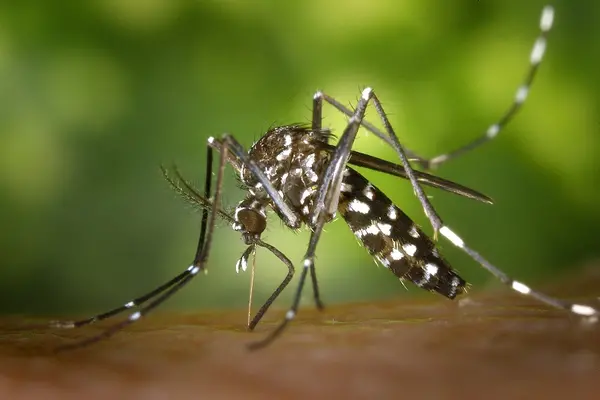 Dengue fever is caused by the day-biting aedes aegypti mosquito.