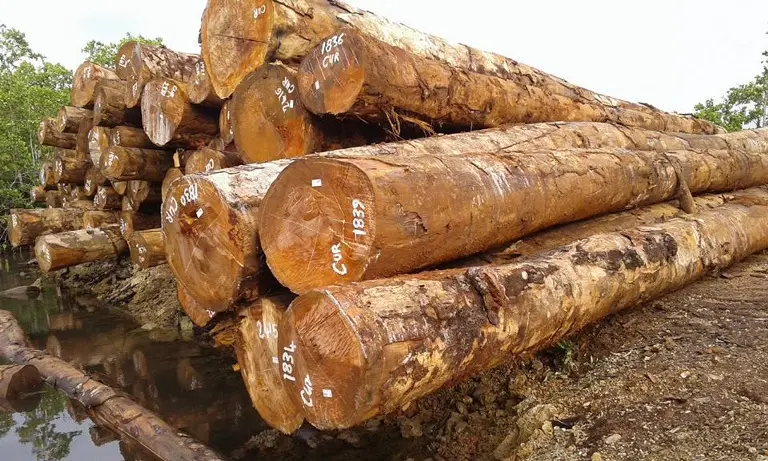Growth is expected to be moderate at 2.9 percent in 2019, due to a slowdown in logging.