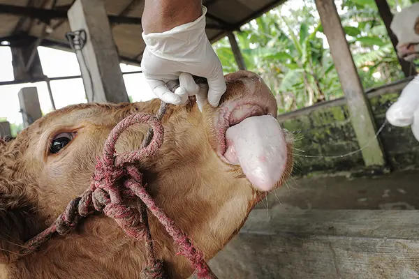 FMD is a severe and highly contagious animal disease that affects cloven foot animals such as cattle, deer, pigs, goats and sheep. It can be transboundary and can occur sporadically in any area currently free of the disease.