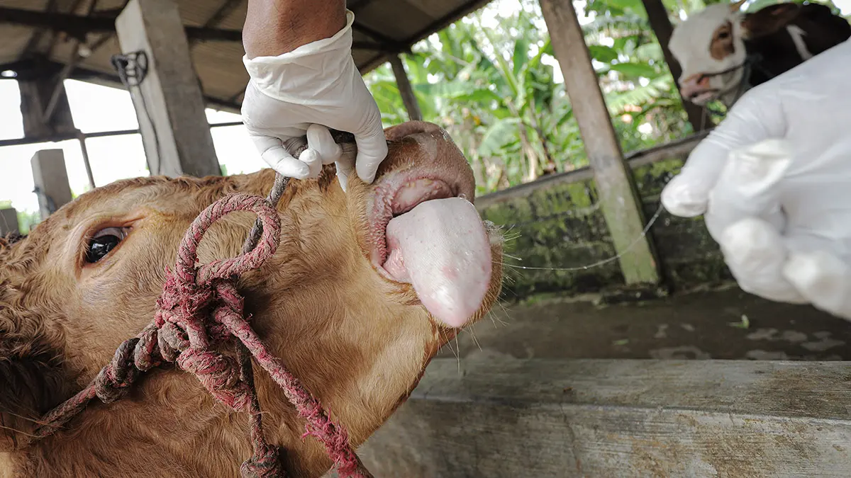 FMD is a severe and highly contagious animal disease that affects cloven foot animals such as cattle, deer, pigs, goats and sheep. It can be transboundary and can occur sporadically in any area currently free of the disease.