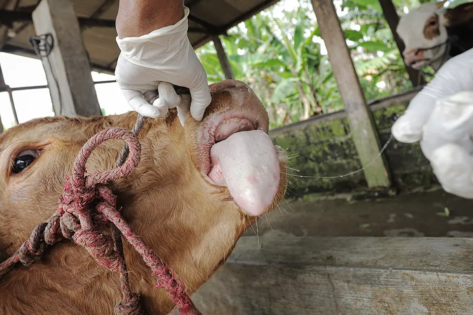 FMD is a severe and highly contagious animal disease that affects cloven foot animals such as cattle, deer, pigs, goats and sheep. It can be transboundary and can occur sporadically in any area currently free of the disease.