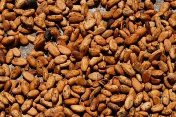 Some market analysts are even more concerned, forecasting a cocoa surplus of 250,000 tonnes for the 2016-2017 harvest.