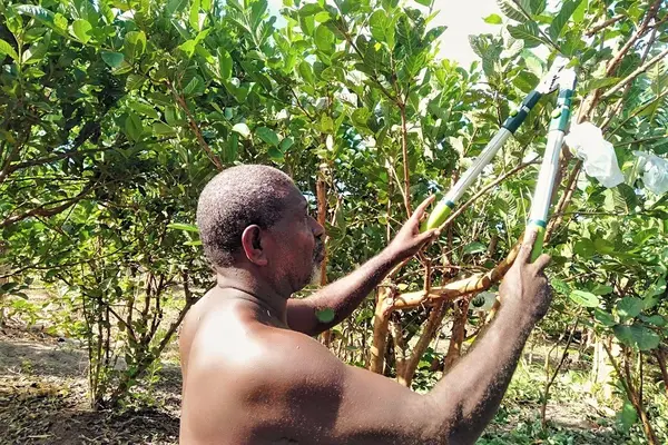 “Since the Taiwan farm closed my labourers no longer receive training, so there is poor quality and low productivity in the farm."