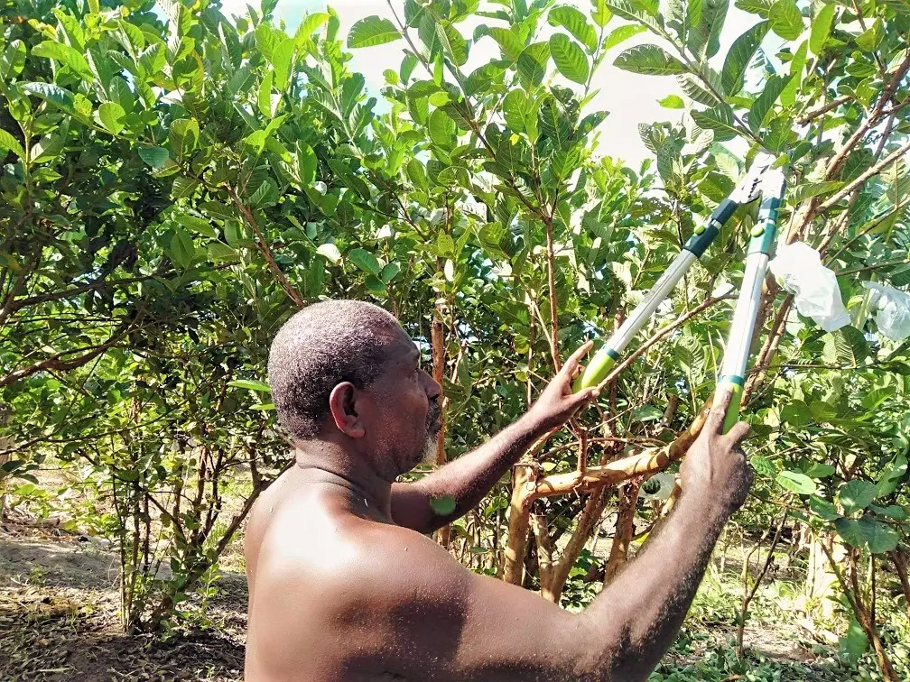 “Since the Taiwan farm closed my labourers no longer receive training, so there is poor quality and low productivity in the farm."