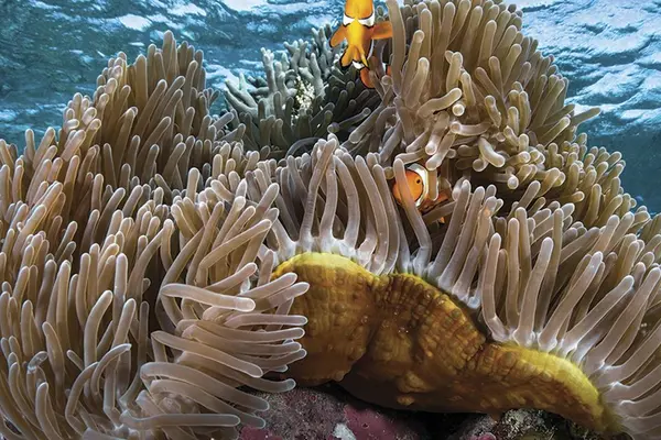 The Solomon Islands, often seen as a global center for marine diversity, is also supporting this call.