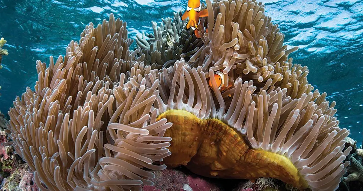 The Solomon Islands, often seen as a global center for marine diversity, is also supporting this call.