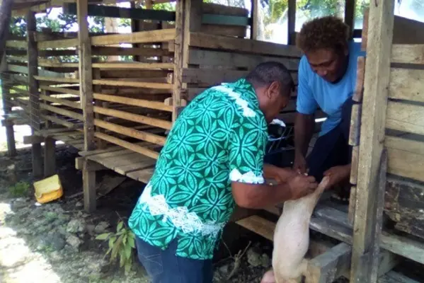 An officer from the livestock team conducts the castration procedure with the aid of the piggery farmer.