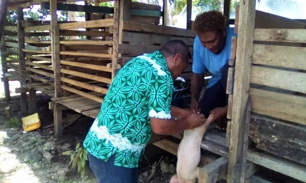 An officer from the livestock team conducts the castration procedure with the aid of the piggery farmer.
