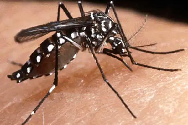 The dengue mosquito (Aedes aegypti) does not fly very far, so people should get rid of mosquito breeding sites around their home to significantly reduce the risk of being bitten by dengue mosquitoes.