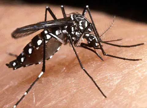 The dengue mosquito (Aedes aegypti) does not fly very far, so people should get rid of mosquito breeding sites around their home to significantly reduce the risk of being bitten by dengue mosquitoes.