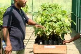 Dr John Konam (left), with cocoa seedlings at the Post-Entry Quarantine Facility.