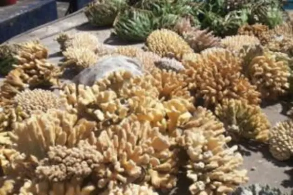 The shipments under investigation, four of which ended up at the Port of Tampa, were said to be accompanied by shoddy paperwork that misidentified certain species.