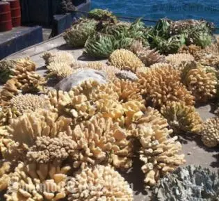 The shipments under investigation, four of which ended up at the Port of Tampa, were said to be accompanied by shoddy paperwork that misidentified certain species.