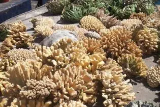 The shipments under investigation, four of which ended up at the Port of Tampa, were said to be accompanied by shoddy paperwork that misidentified certain species.