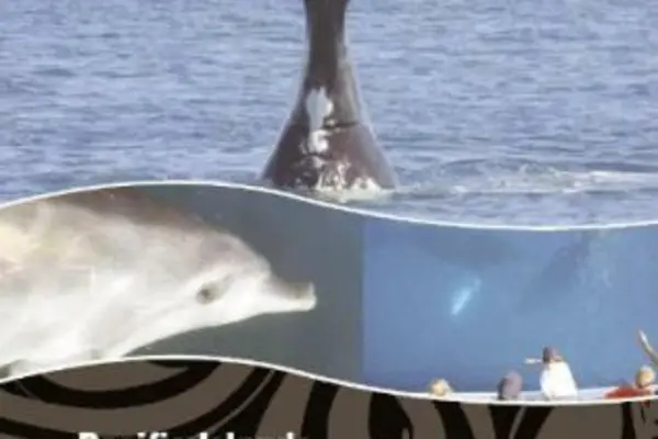 The new regional guidelines for whale and dolphin watching.