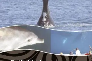 The new regional guidelines for whale and dolphin watching.