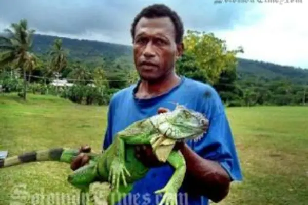 Iguana found by Lovonivonu villagers in Fiji. The reptile is new to the country and is an herbivore.