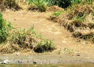 NDMO reports that parts of Guadalcanal have not had rain for almost two months resulting in streams drying up.