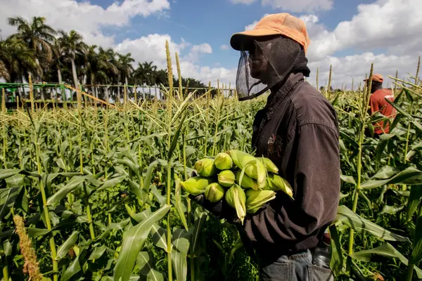 There are now 4,547 Solomon Islanders employed under the scheme. Australia hosts the most workers with 4,135 while New Zealand has 412 Solomon Islanders under the scheme.