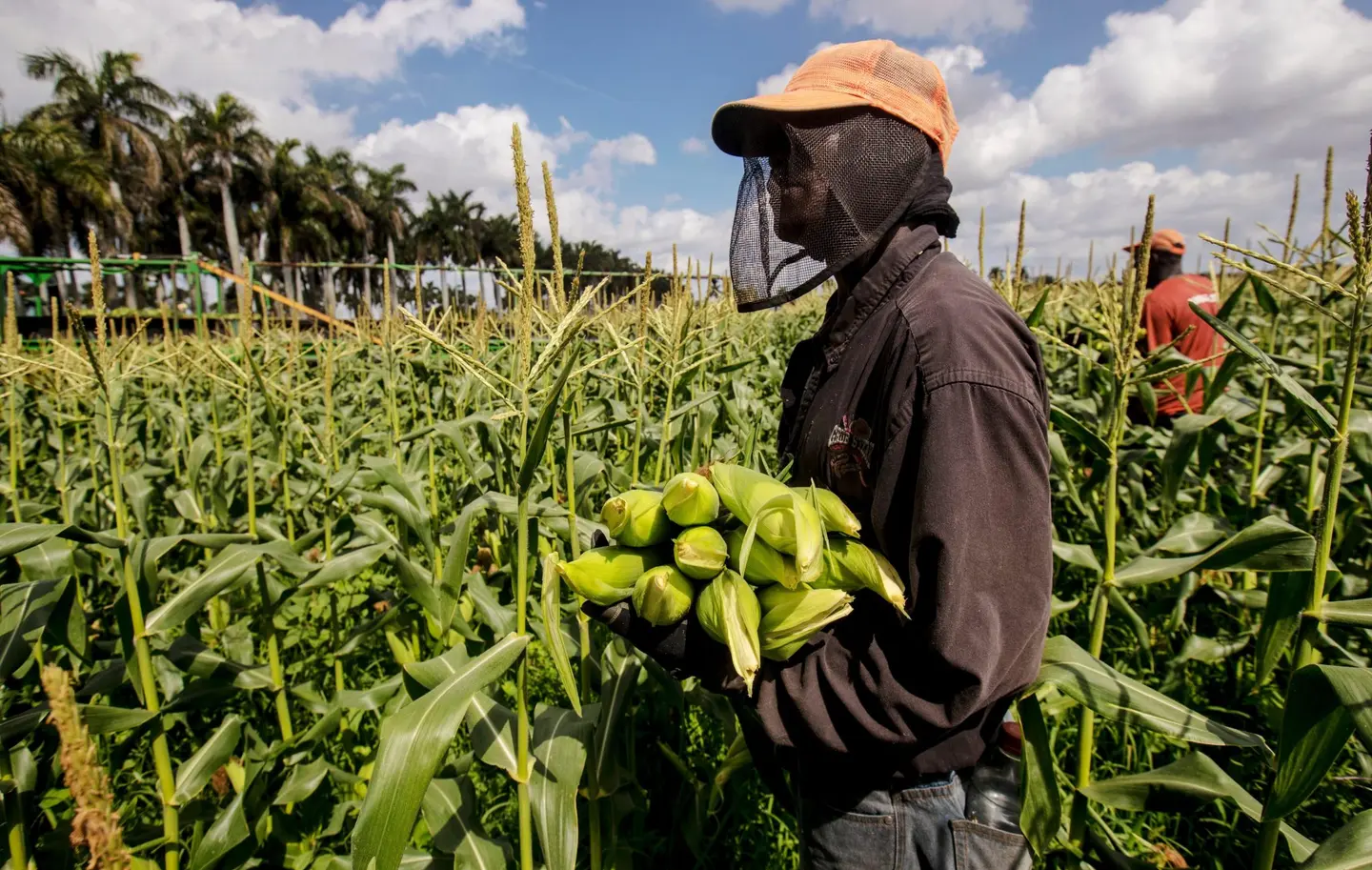 There are now 4,547 Solomon Islanders employed under the scheme. Australia hosts the most workers with 4,135 while New Zealand has 412 Solomon Islanders under the scheme.
