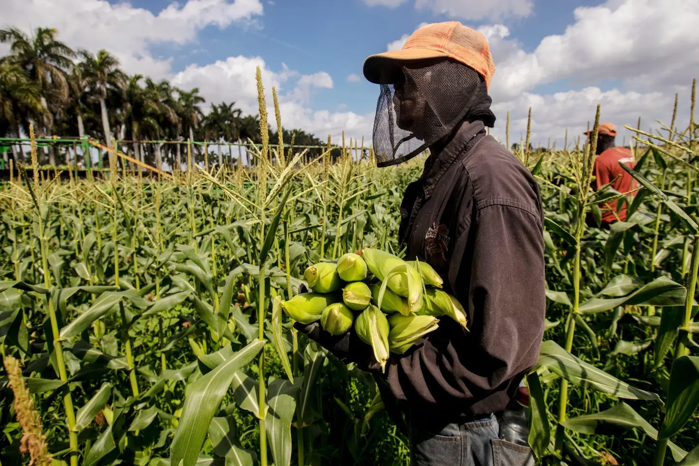 There are now 4,547 Solomon Islanders employed under the scheme. Australia hosts the most workers with 4,135 while New Zealand has 412 Solomon Islanders under the scheme.