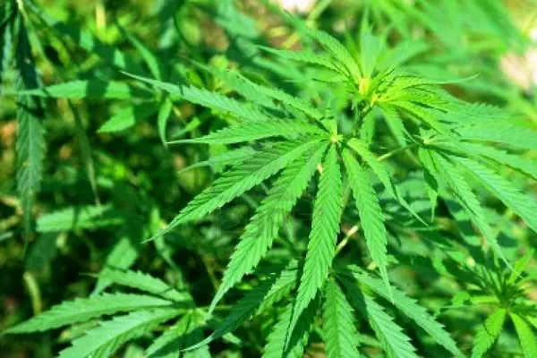 Marijuana is the most common illicit drug used in the Solomon Islands.