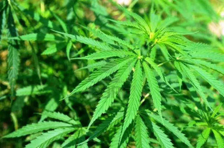 Marijuana is the most common illicit drug used in the Solomon Islands.