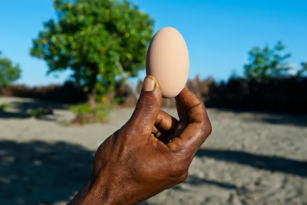 Megapodes incubate their eggs using the heat of an active volcano on Savo Island.